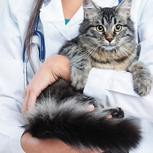 Veterinary Doctor for pet